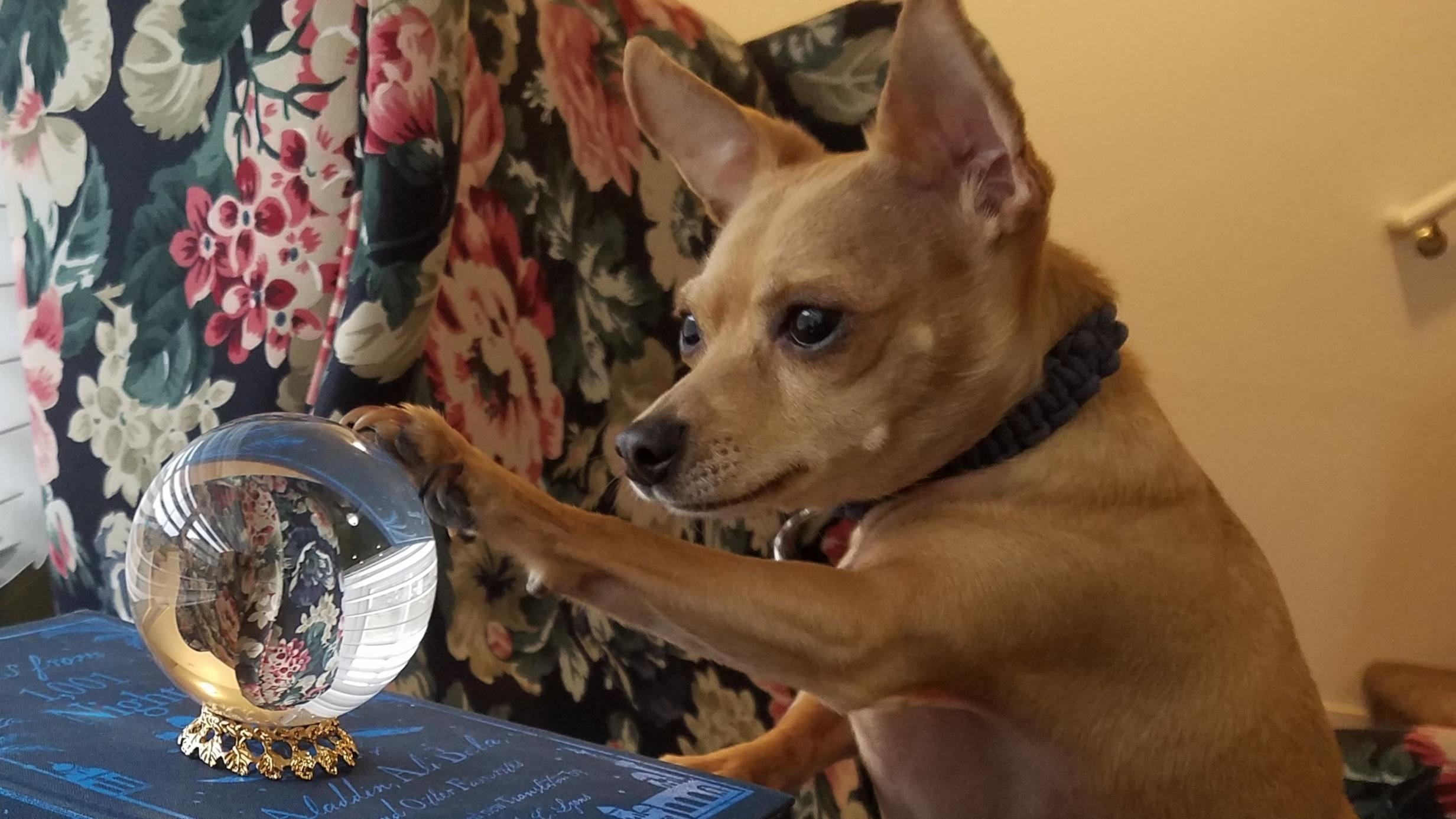 Superpoderes reais: a ciência explica por que os cães parecem prever o futuro