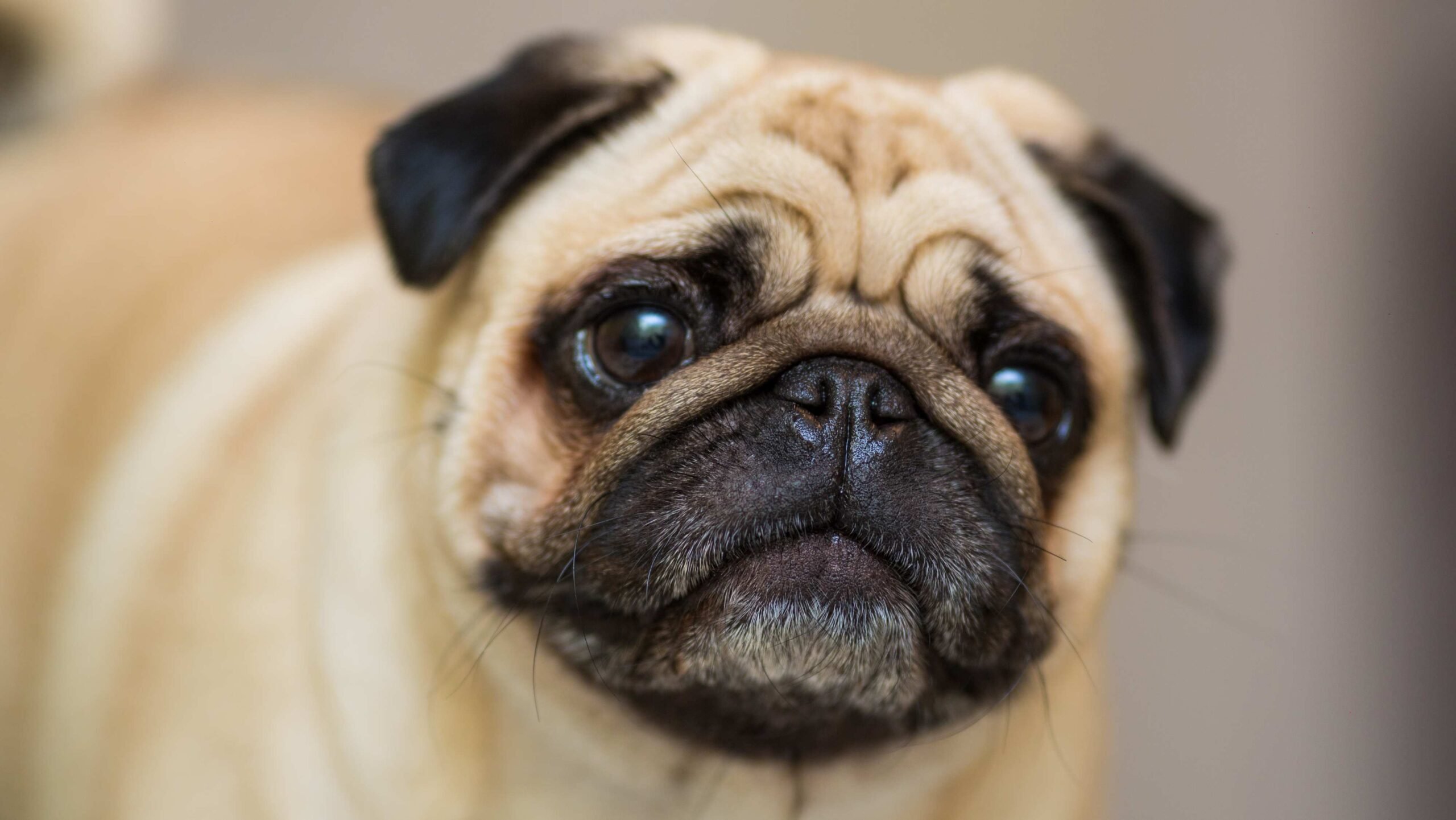 Cão da raça pug