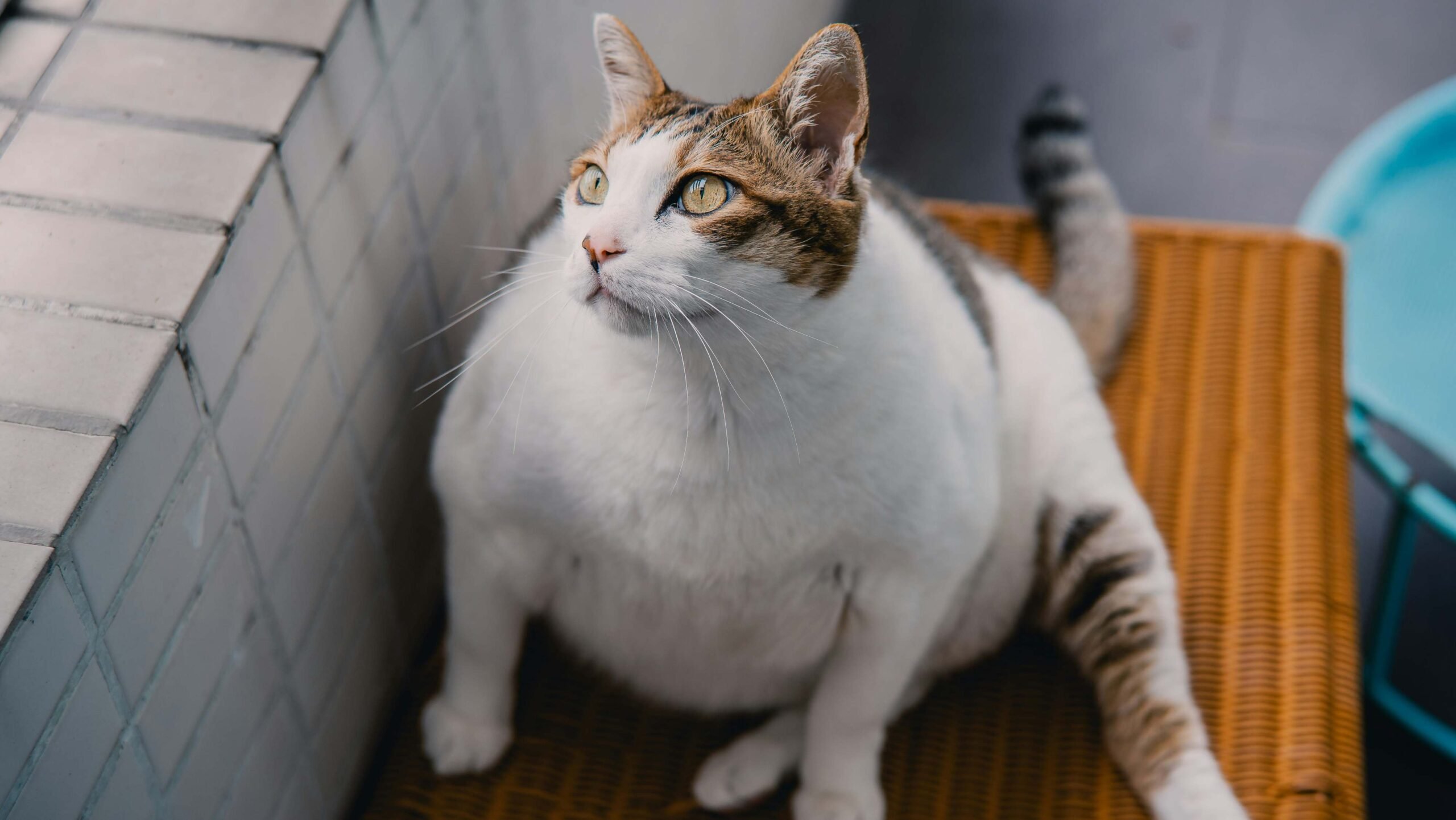 Obesidade pet