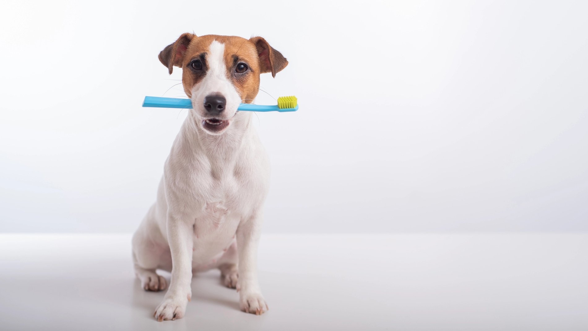 O Hospital PetCare oferecerá avaliações orais e dicas de escovação para os cães dos visitantes