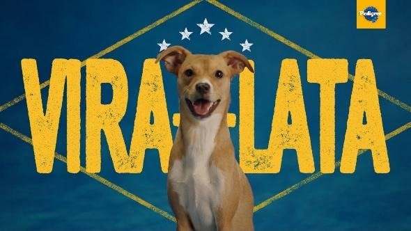 Pedigree aposta no orgulho de ser vira-lata para incentivar a adoção responsável